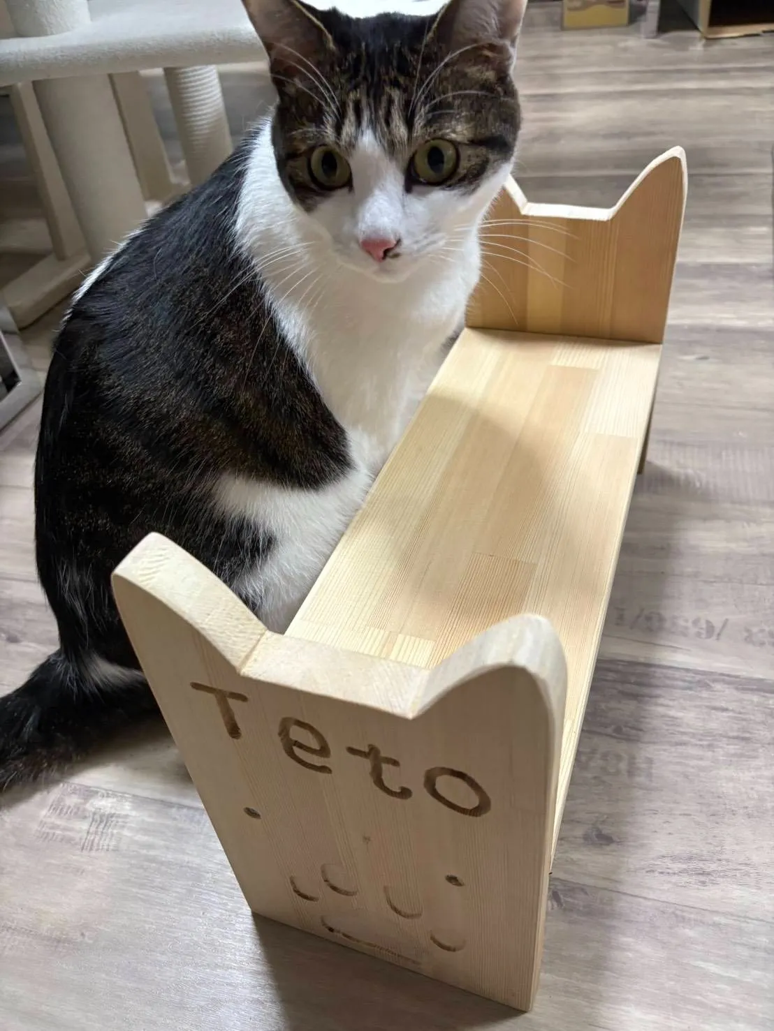 キャットテーブル