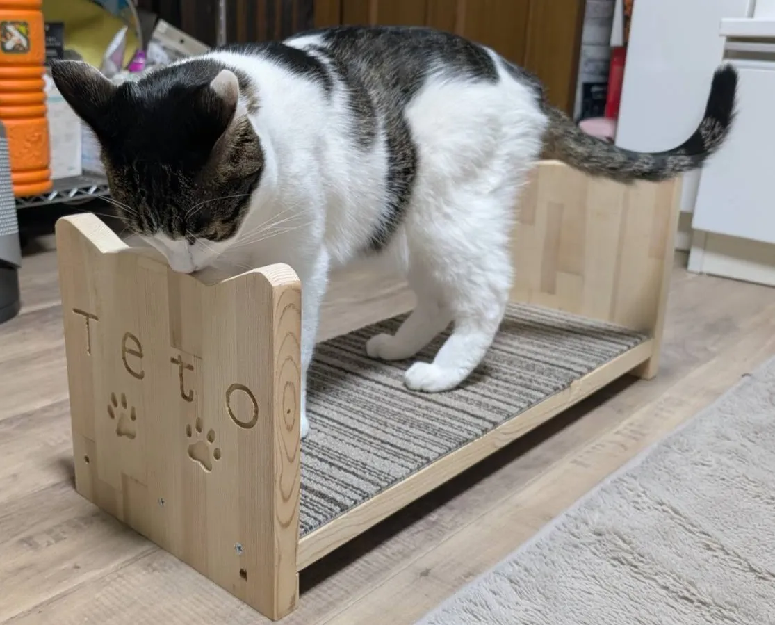 ニャルソックベッド