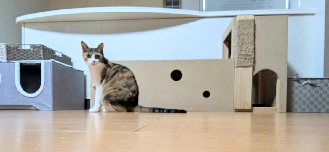 オリジナル猫家具
