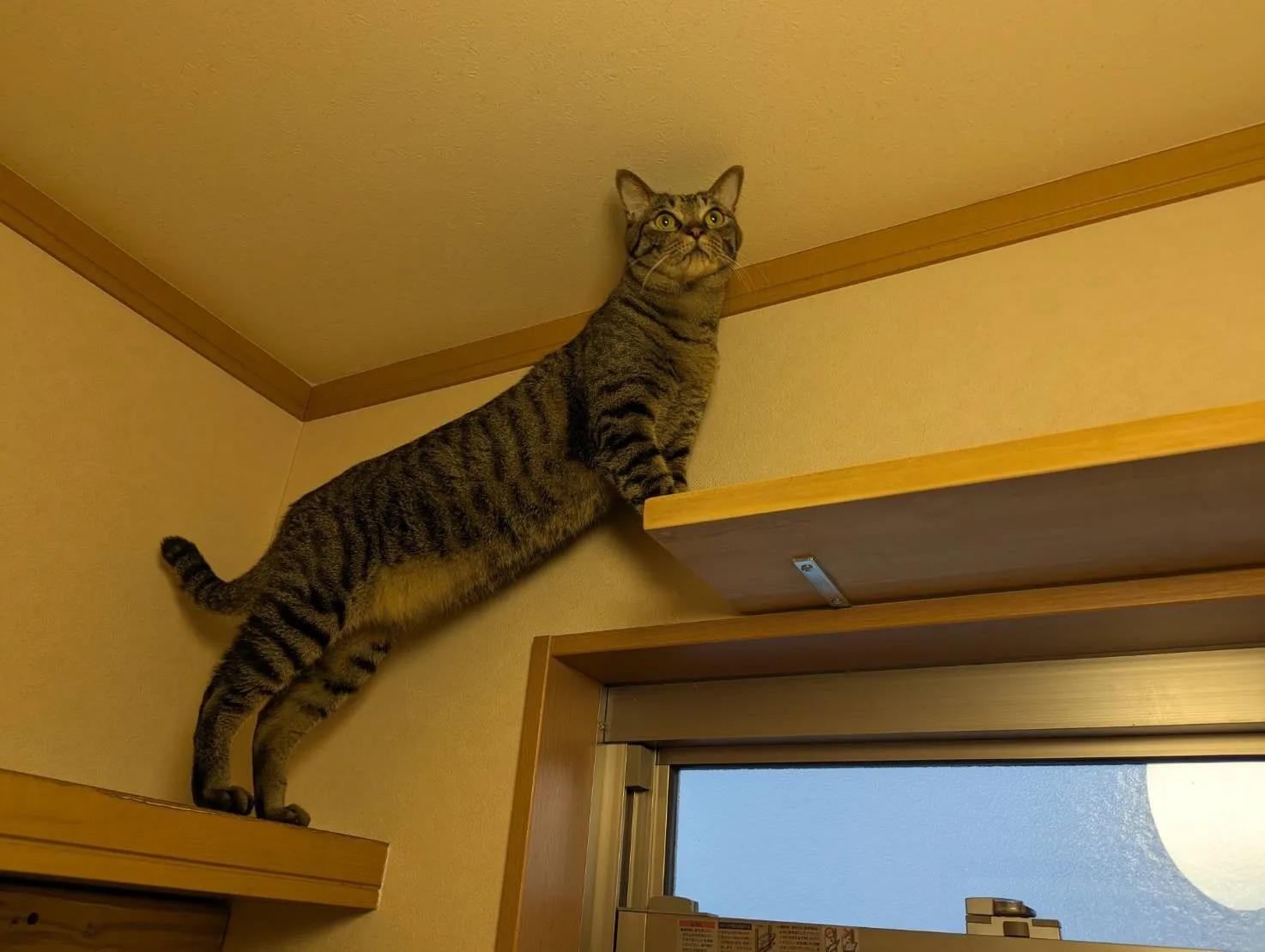 キャットウォーク用ステップ