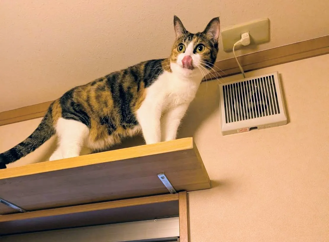 キャットウォーク用ステップ