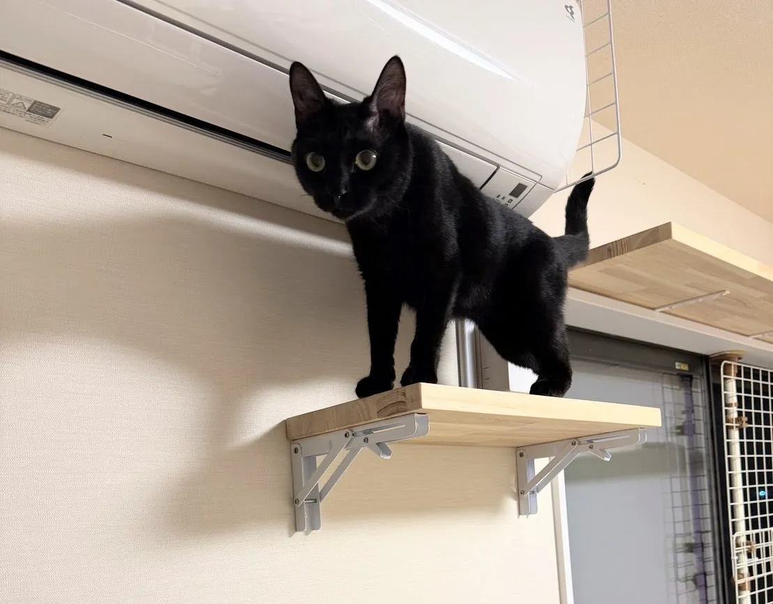 折り畳みキャットウォーク＆キャットウォーク