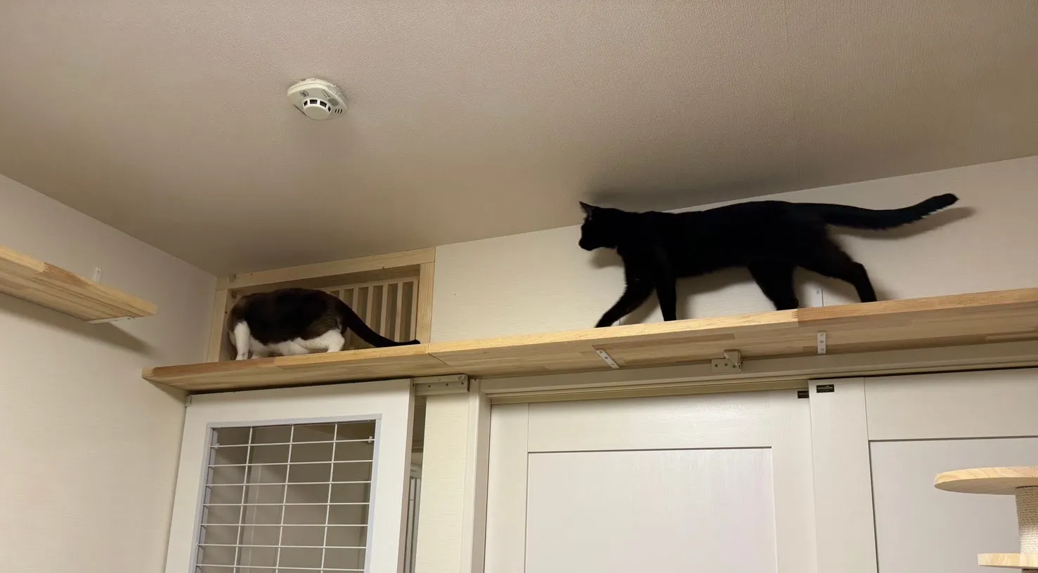 脱走防止＆キャットウォーク