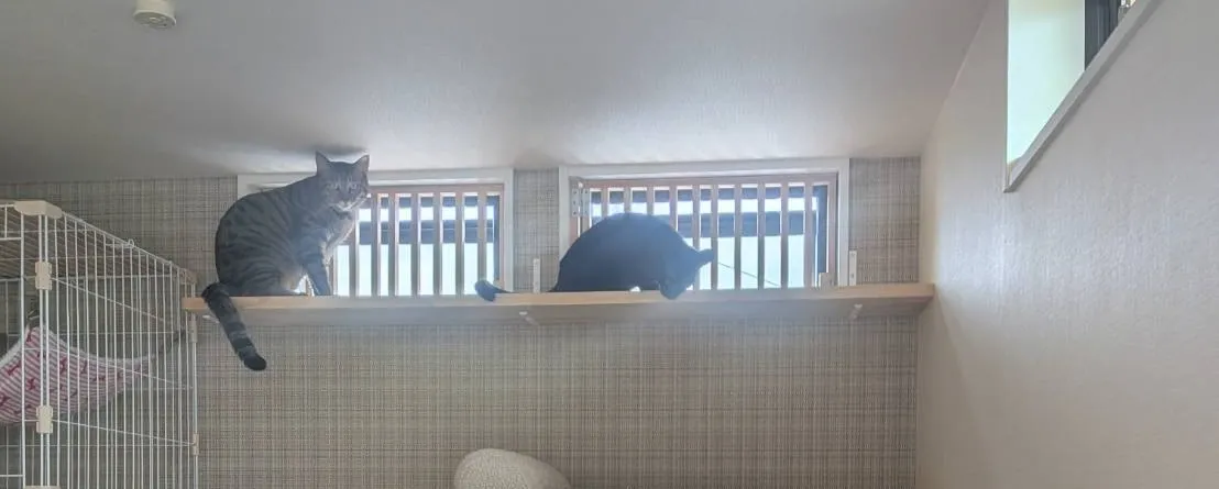 窓格子＆キャットウォーク