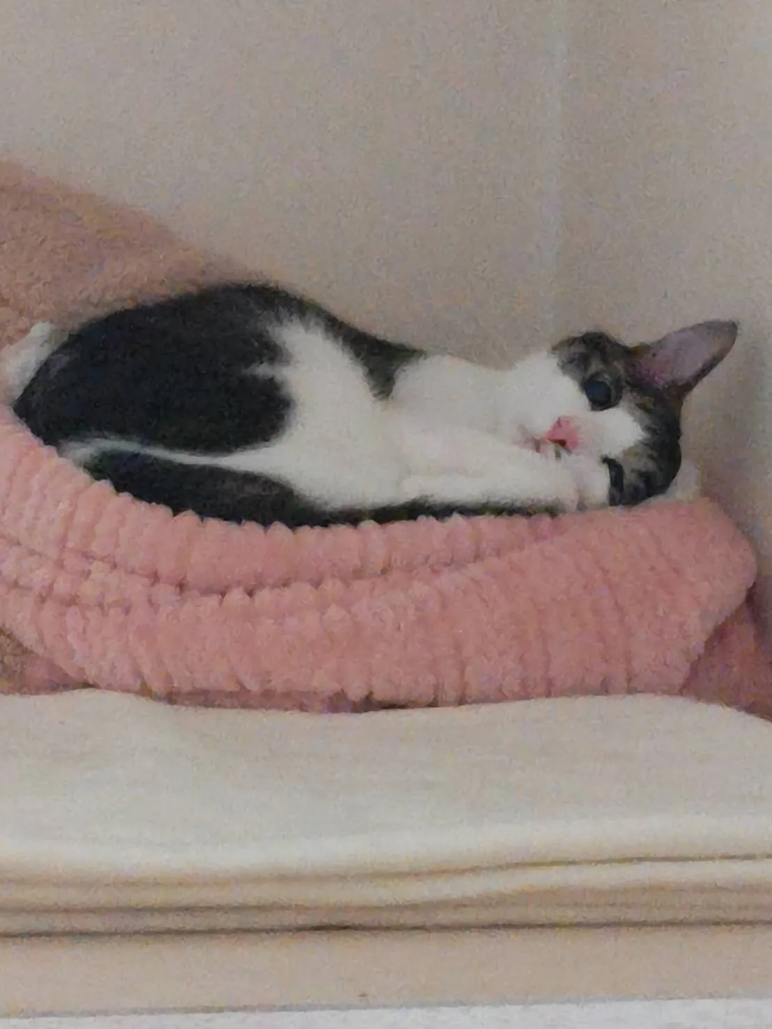 キャットハウス