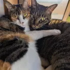 猫好き社長の思い